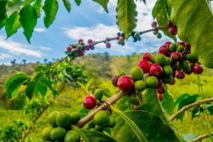eje cafetero-colombia