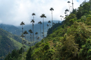 Salento-eje cafetero-quindio-Colombia-tour